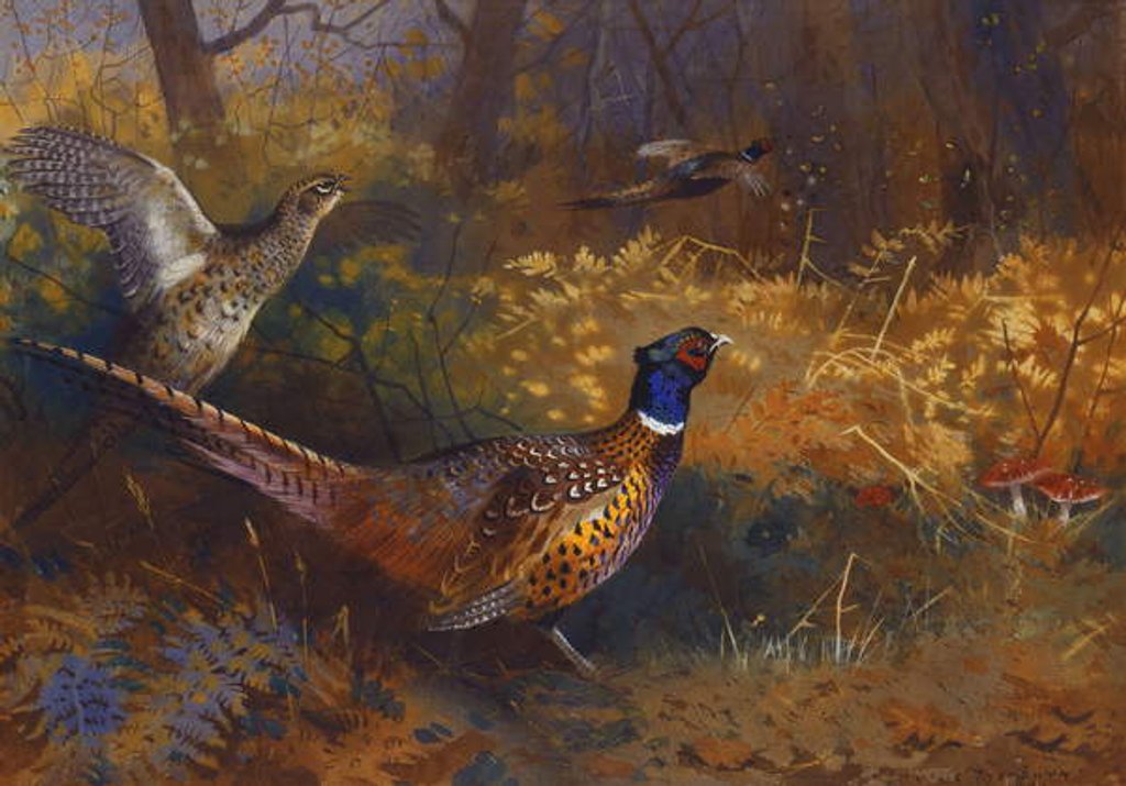 Detail of A Cock and Hen Pheasant at the Edge of a Wood, 1897 by Archibald Thorburn