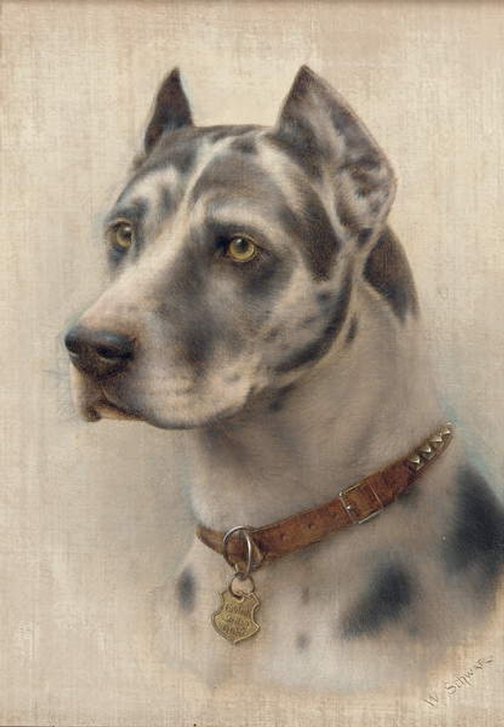 Detail of The Head of a Doberman by Wilhelm Schwar