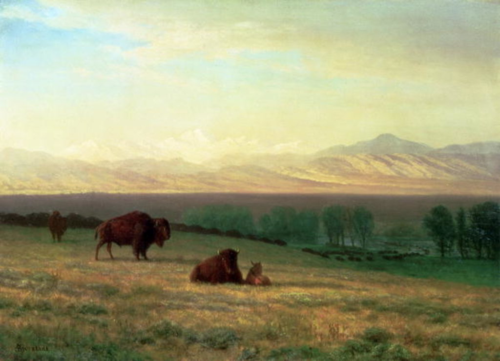 Detail of Buffalo on the Plains, c.1890 by Albert Bierstadt