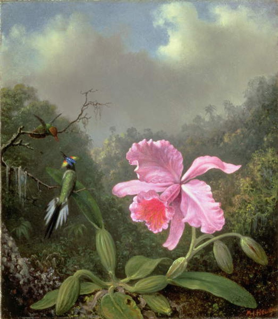 Detail of Still Life with an Orchid and a Pair of Hummingbirds, c.1890s by Martin Johnson Heade