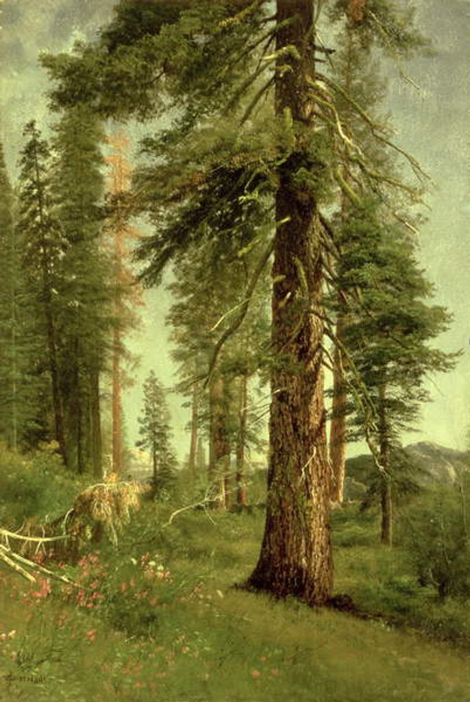 Detail of California Redwoods by Albert Bierstadt