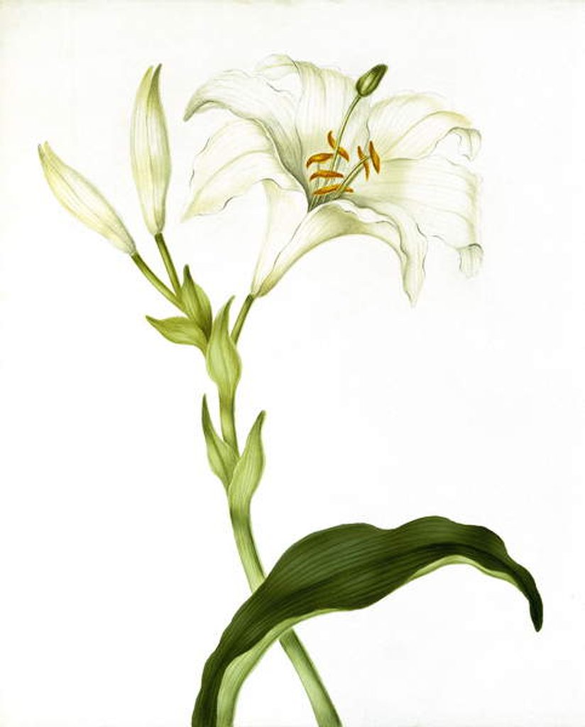 Detail of Lily, c.1790 by Martha Tuthill