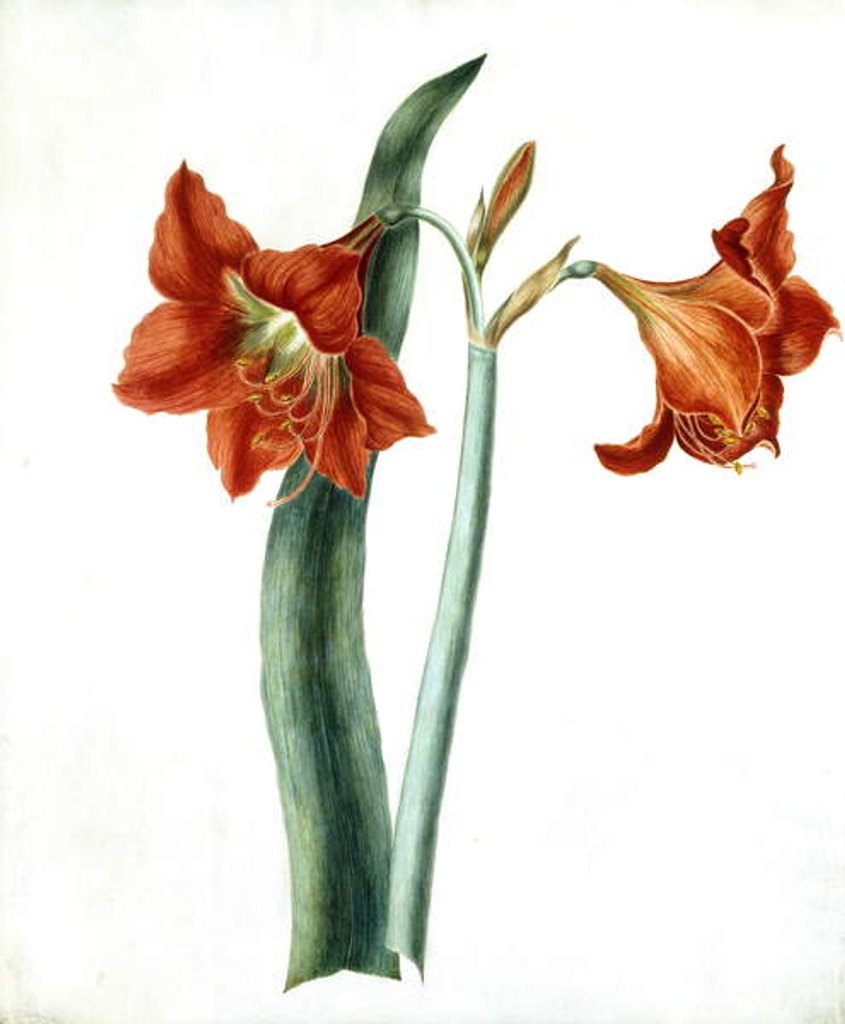 Detail of Amaryllis, c.1790 by Martha Tuthill