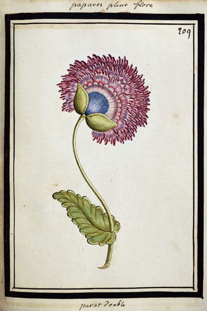 Detail of Double Poppy, c.1700 by French School