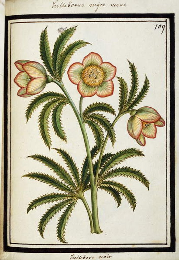 Detail of Black Hellebore, c.1700 by French School