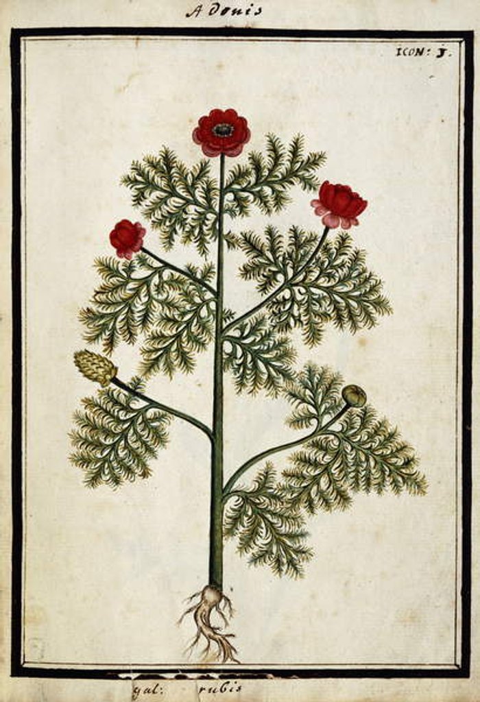 Detail of Red Adonis, c.1700 by French School