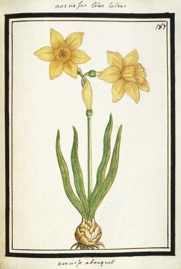 Detail of Bouquet Narcissus, c.1700 by French School