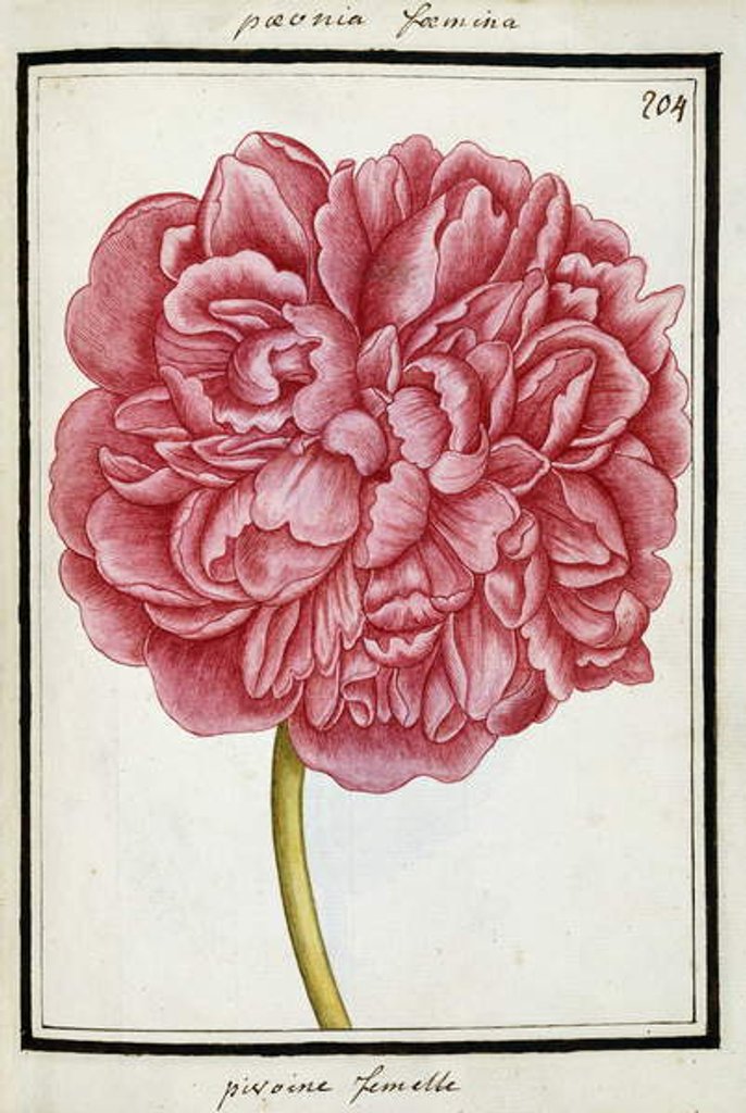 Detail of Female Peony, c.1700 by French School