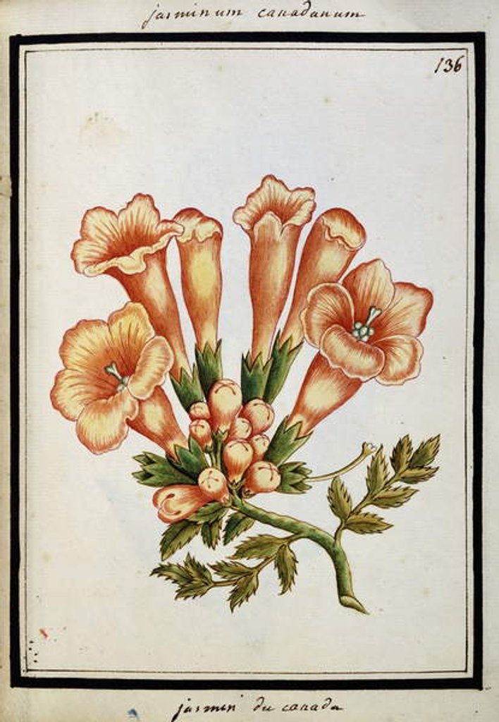 Detail of Canadian Jasmine, c.1700 by French School