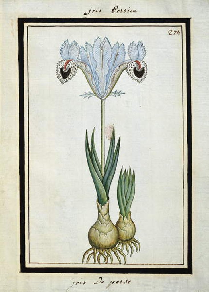 Detail of Persian Iris, c.1700 by French School