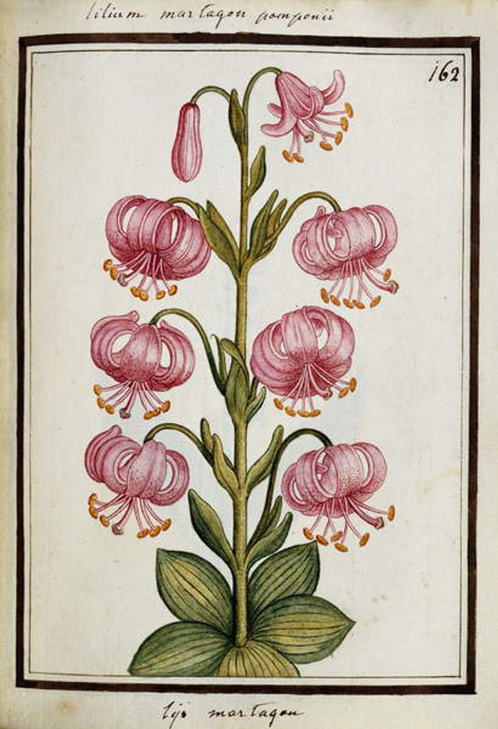 Detail of Martagon Lily, c.1700 by French School