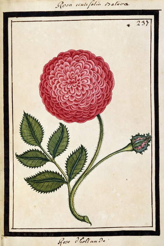 Detail of Dutch Rose, c.1700 by French School
