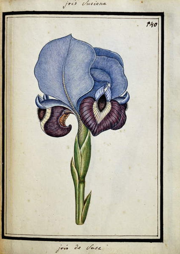 Detail of Iris Susiana, c.1700 by French School