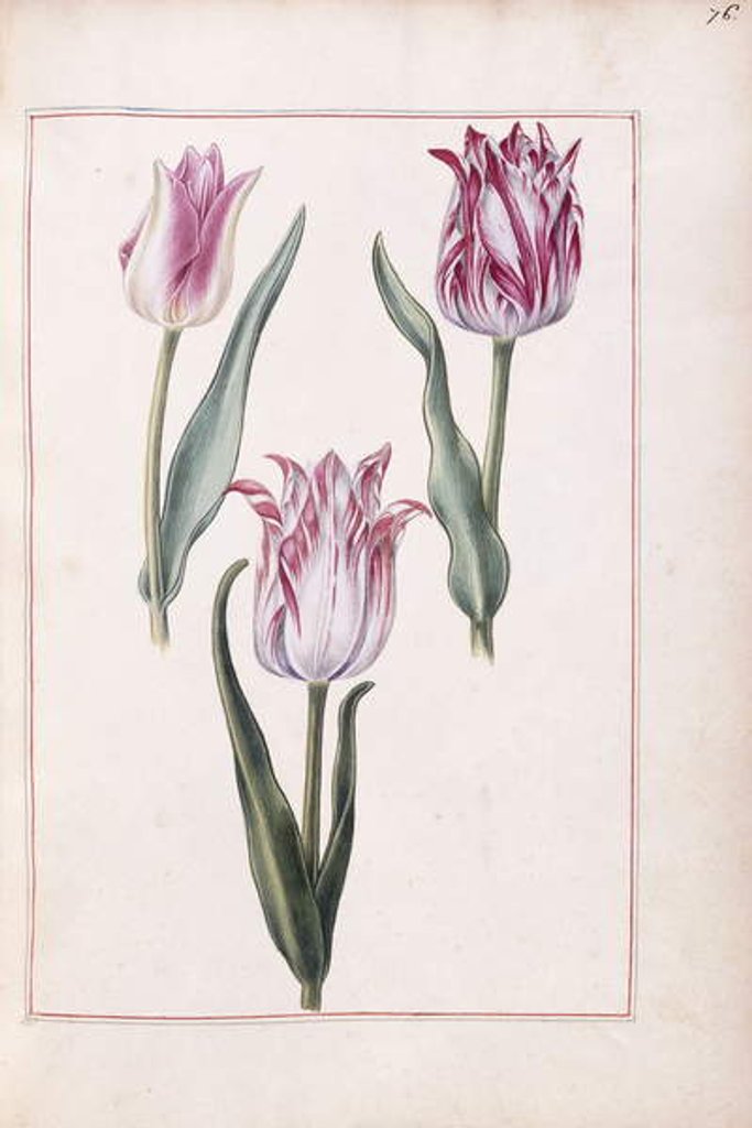 Detail of Tulips, 18th century by French School