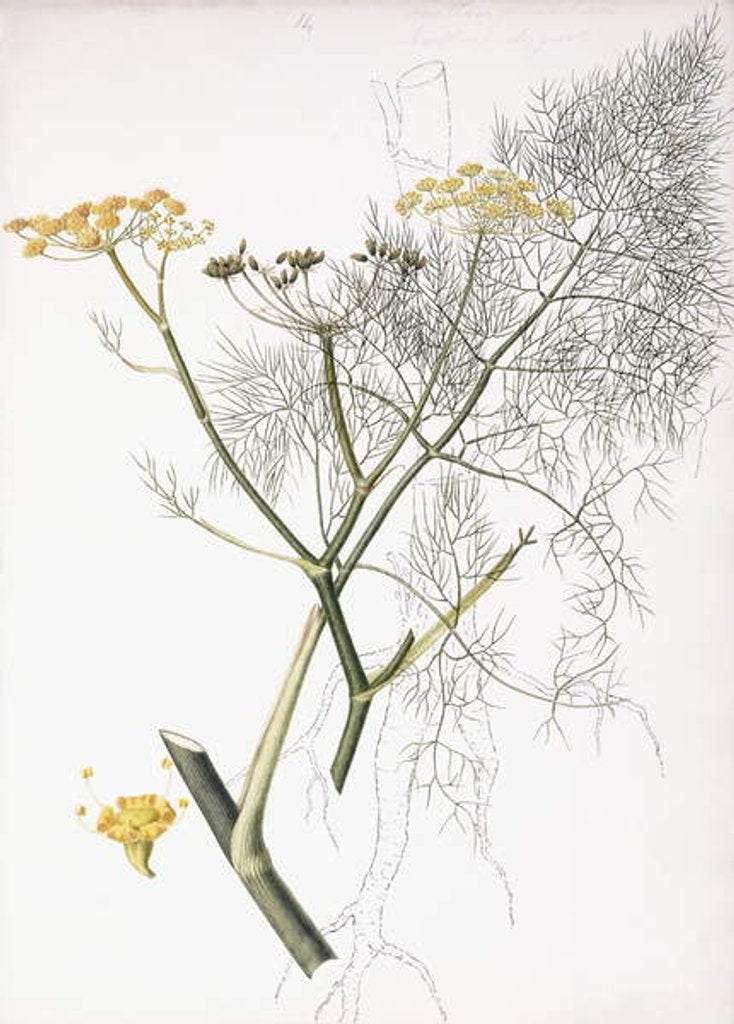 Detail of A Botanical Study, 1822-1845 by Charlotte Strickland