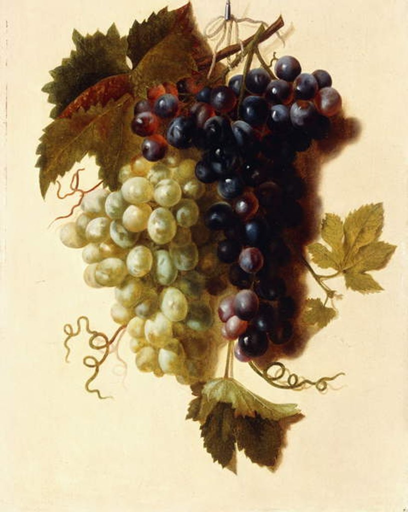 Detail of Bunches of Green and Red Grapes suspended from a Rope, c.1796 by Joseph-Laurent Malaine