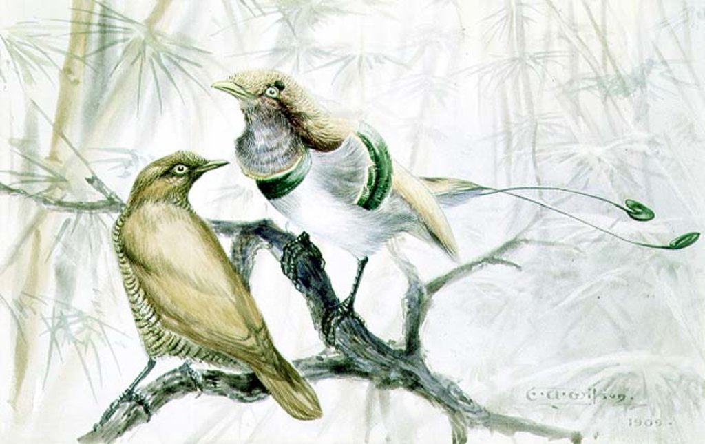 Detail of King Bird of Paradise, 1909 by Edward Adrian Wilson