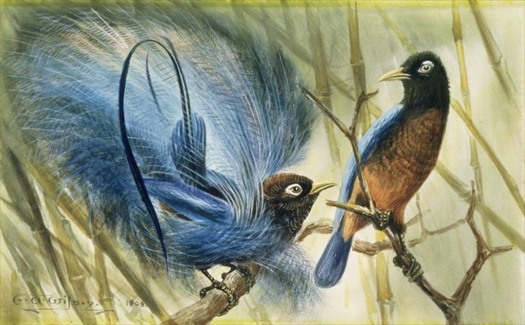 Detail of Blue-bird of Paradise, 1909 by Edward Adrian Wilson