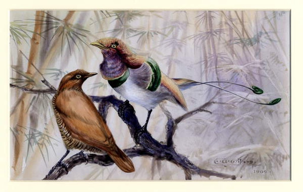 Detail of King bird of paradise, 1909 by Edward Adrian Wilson