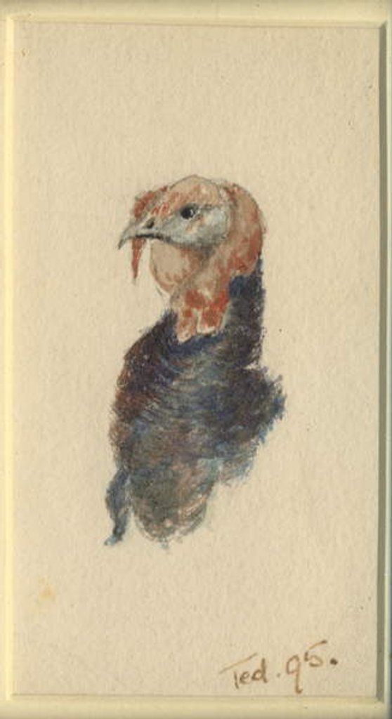 Detail of Study of a turkey, 1895 by Edward Adrian Wilson