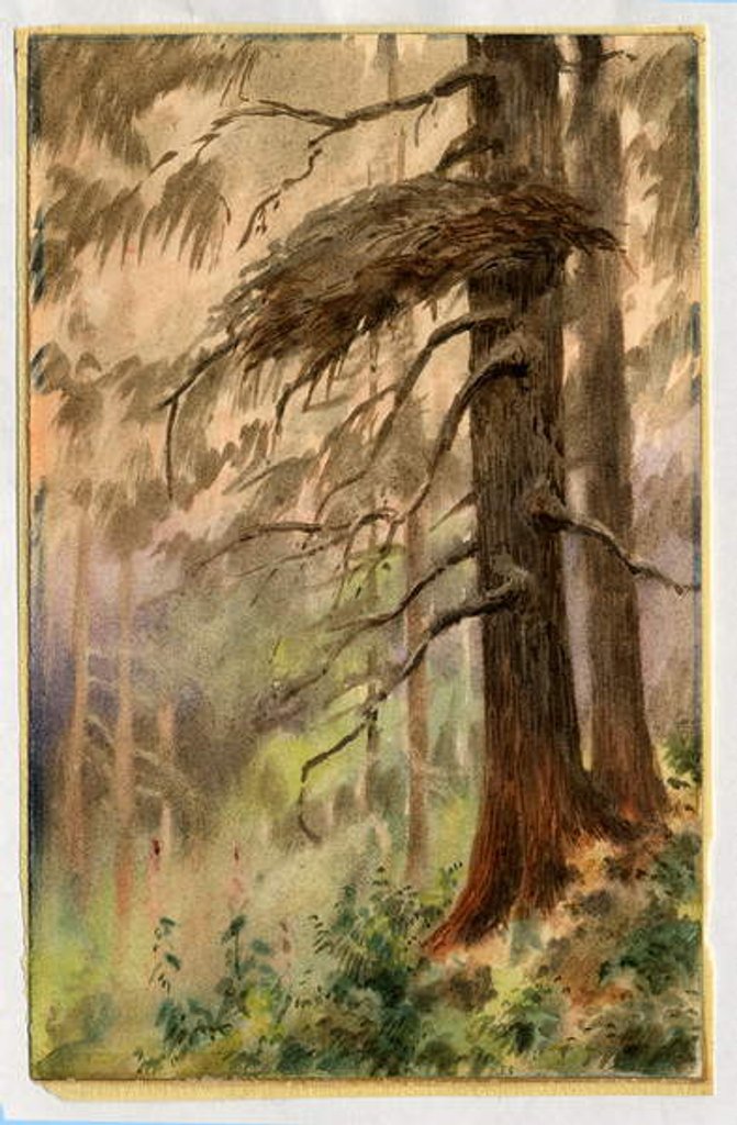 Detail of Goshawk's nest, 1898-99 by Edward Adrian Wilson