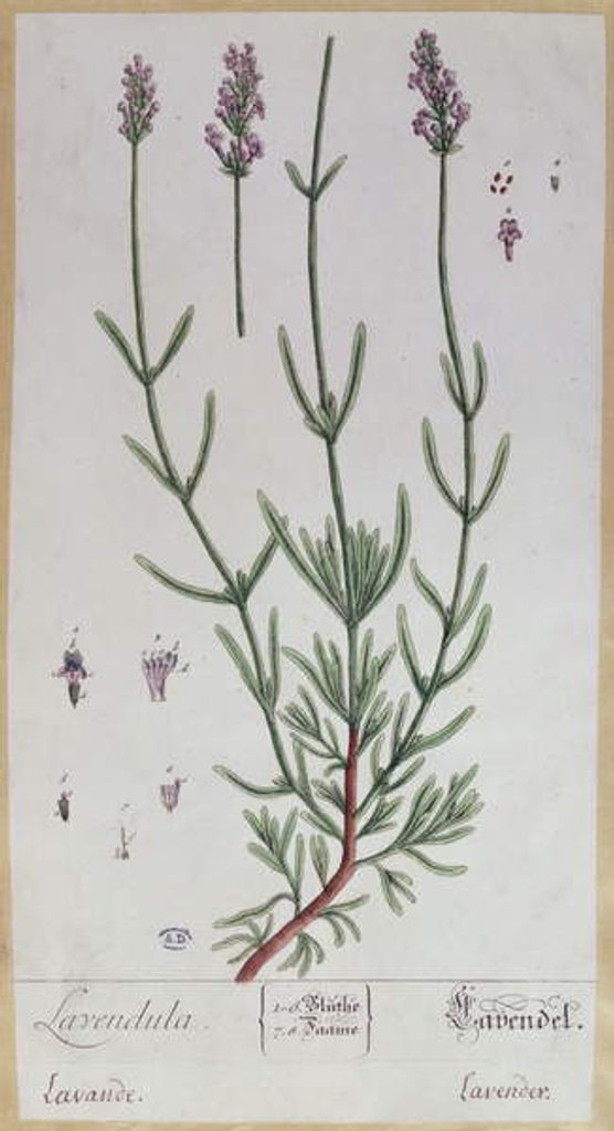 Detail of Lavender by Elizabeth Blackwell