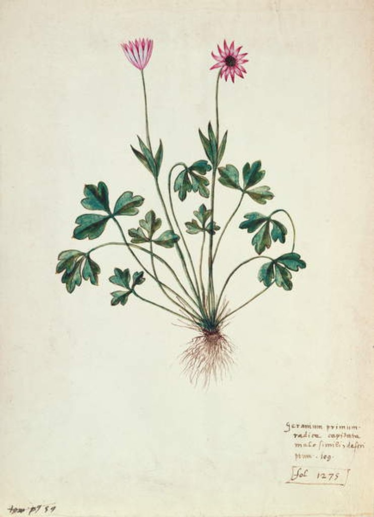 Detail of Fol.1275 Geranium by French School