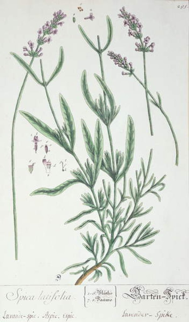Detail of Lavender Spike by Elizabeth Blackwell