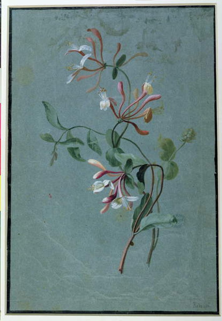 Detail of Honeysuckle by Pierre Joseph Redouté