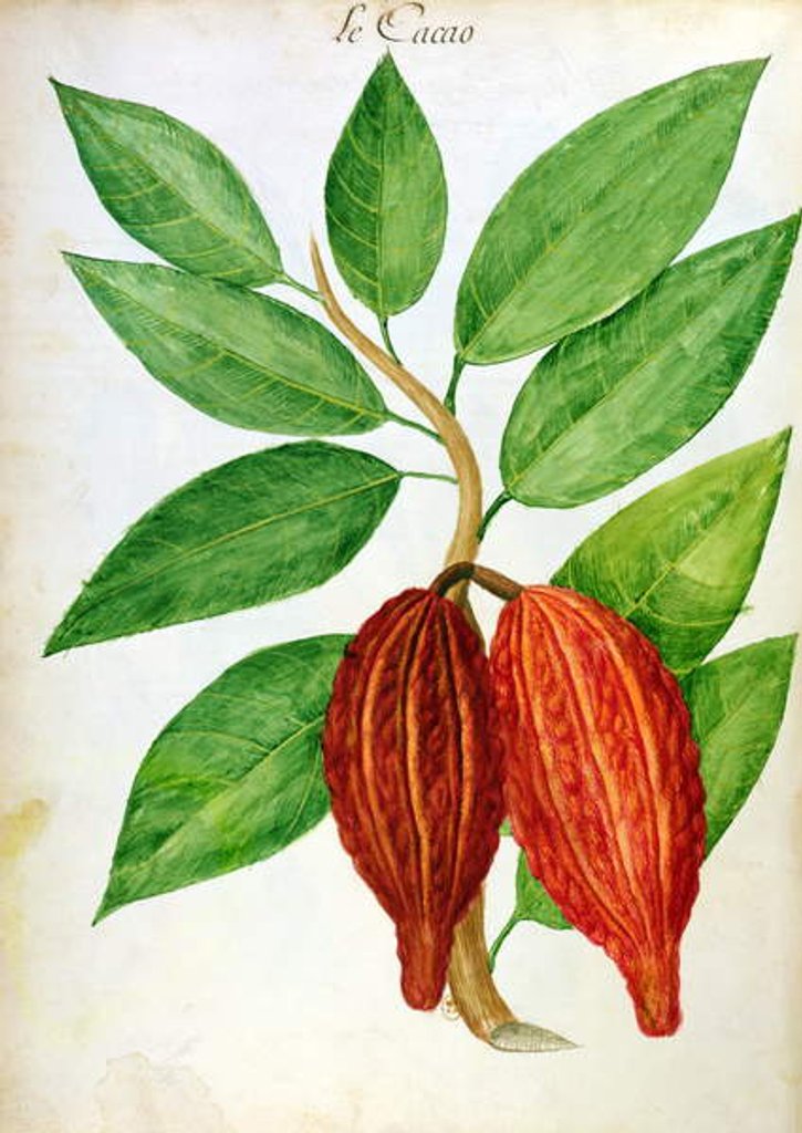 Detail of Cacao, c.1686 by Charles Plumier