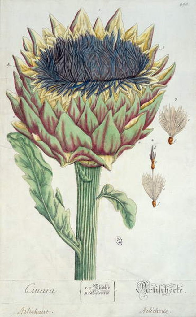 Detail of Artichoke by Elizabeth Blackwell