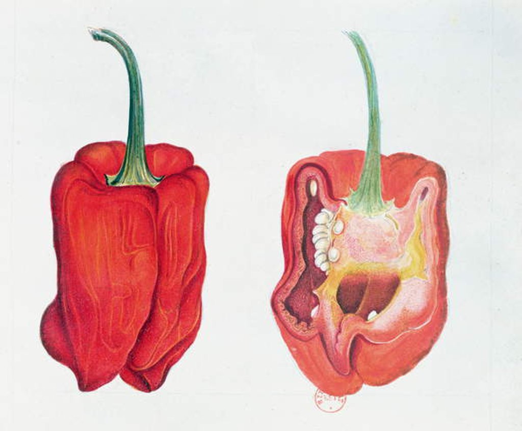 Detail of Red Pepper, botanical plate by French School
