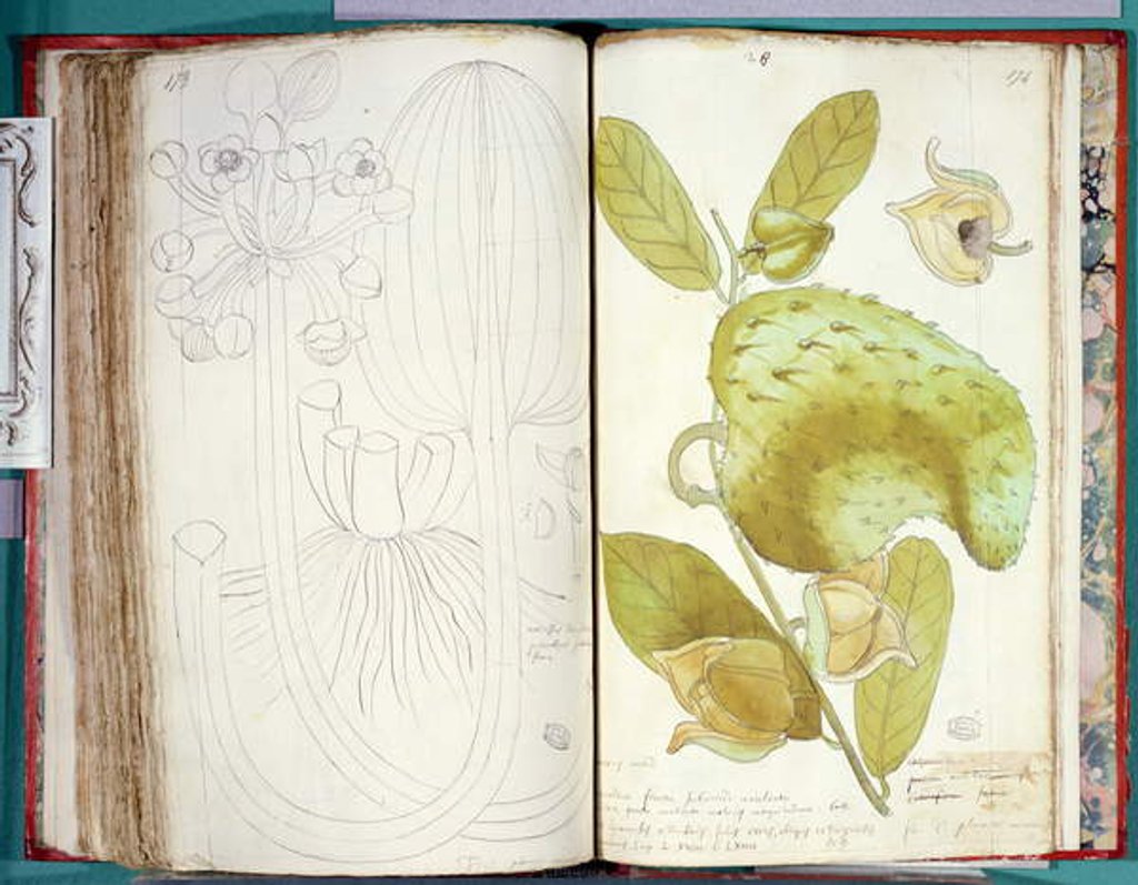 Detail of Ms 23 Cardamom by Charles Plumier