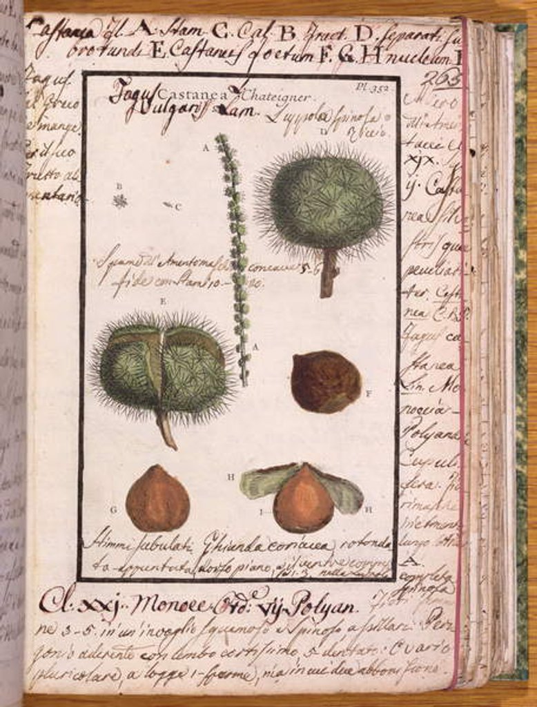 Detail of Ms 115 Chestnut by Italian School