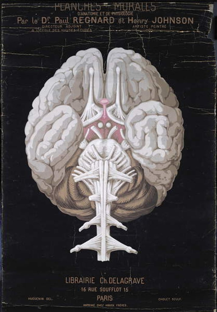Detail of The Brain by French School