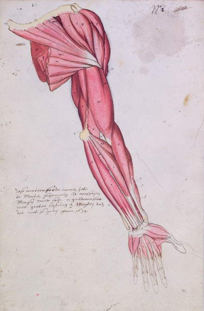 Detail of Musculature of the arm and shoulder, 1634 by French School