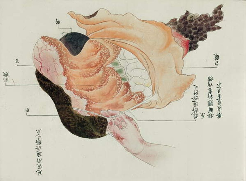 Detail of The stomach and intestines from the dissection of a torture victim of 1796 by Japanese School