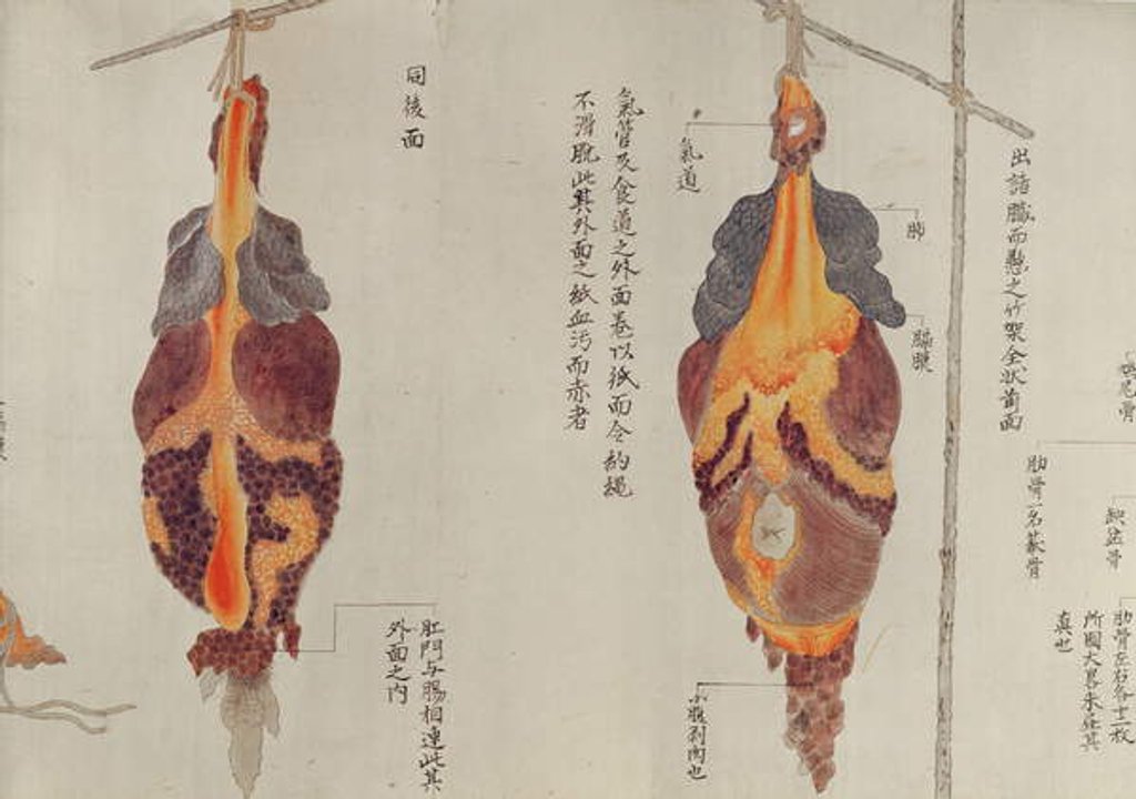 Detail of The lungs from the dissection of a torture victim of 1796 by Japanese School