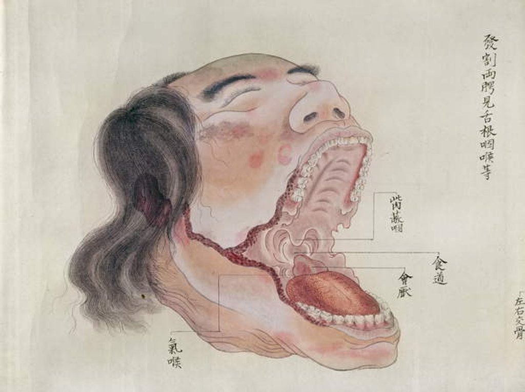 Detail of The anatomy of the mouth by Japanese School