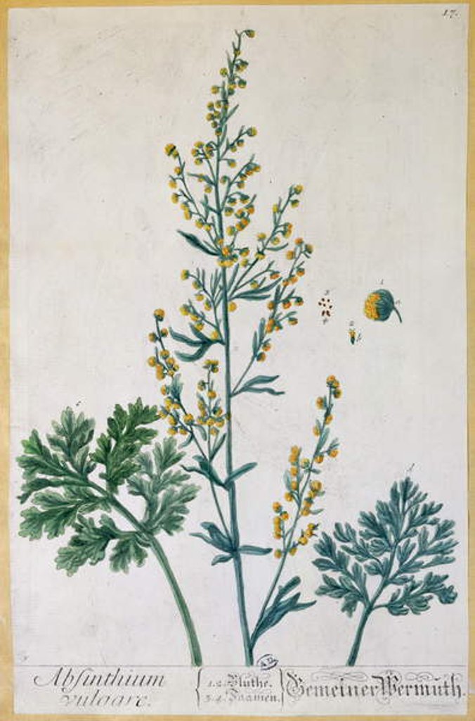 Detail of bsinth by Elizabeth Blackwell