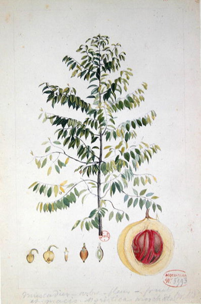Detail of The Nutmeg Tree, Flower and Fruit by French School