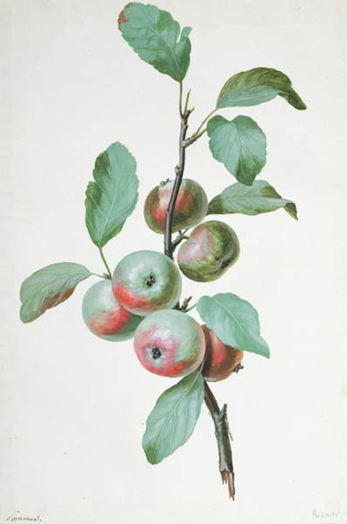 Detail of Apples by Pierre Joseph Redouté