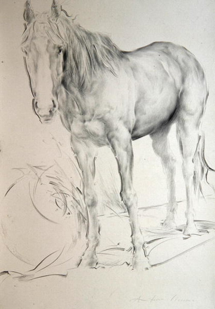 Detail of Horse at Coolmore, 1990 by Antonio Ciccone