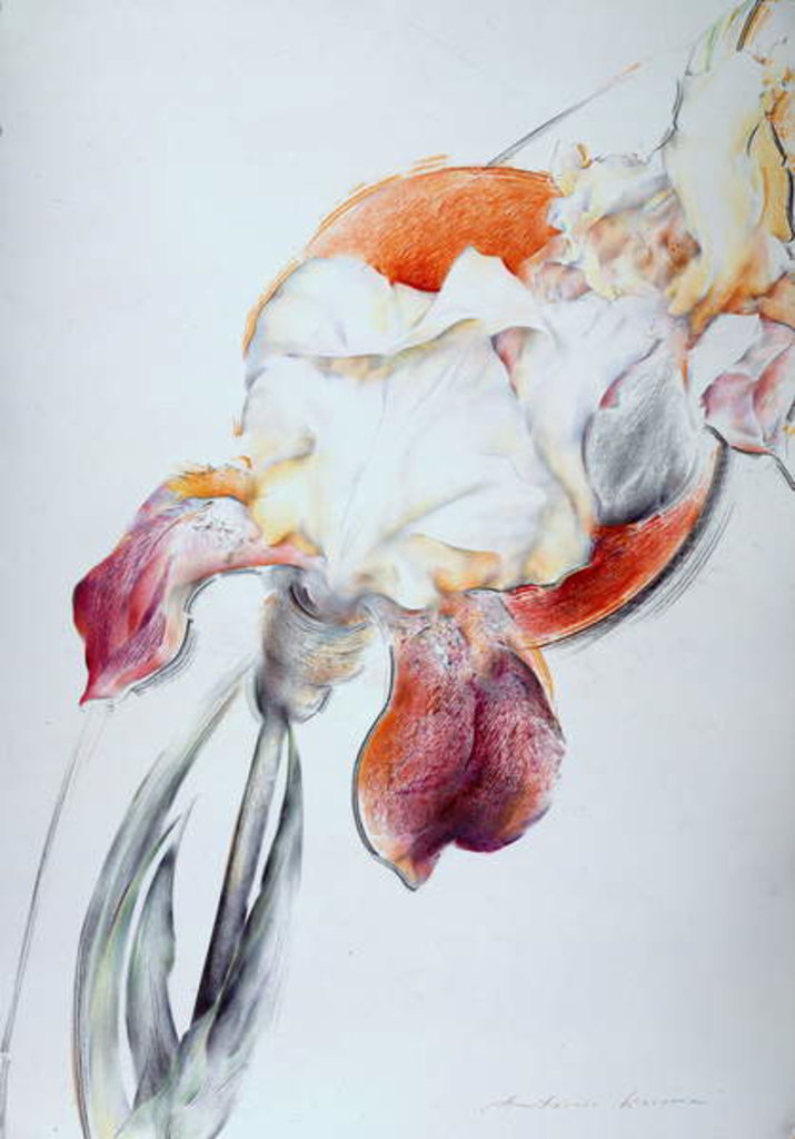 Detail of Iris - Composition IV by Antonio Ciccone