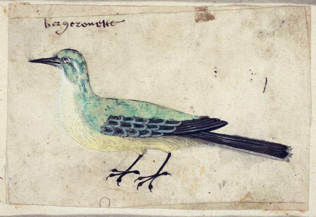 Detail of Study of a Bird, c.1620 by French School