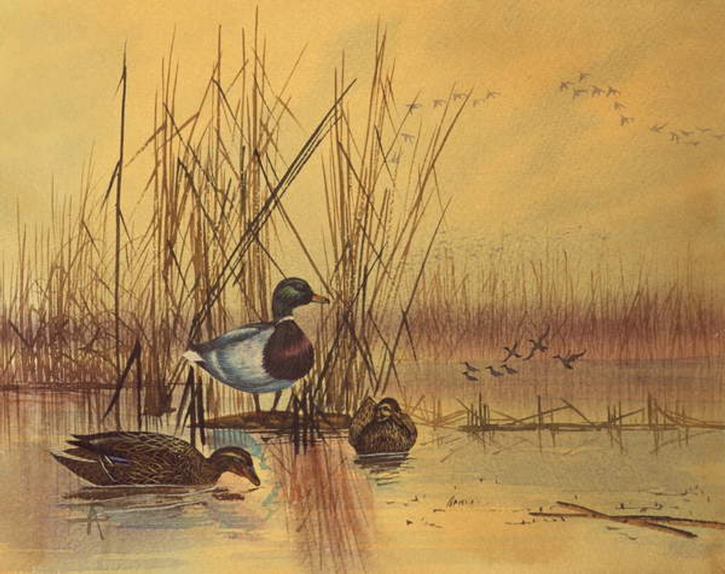 Detail of Mallard Ducks in a Lake, c.1890 by English School