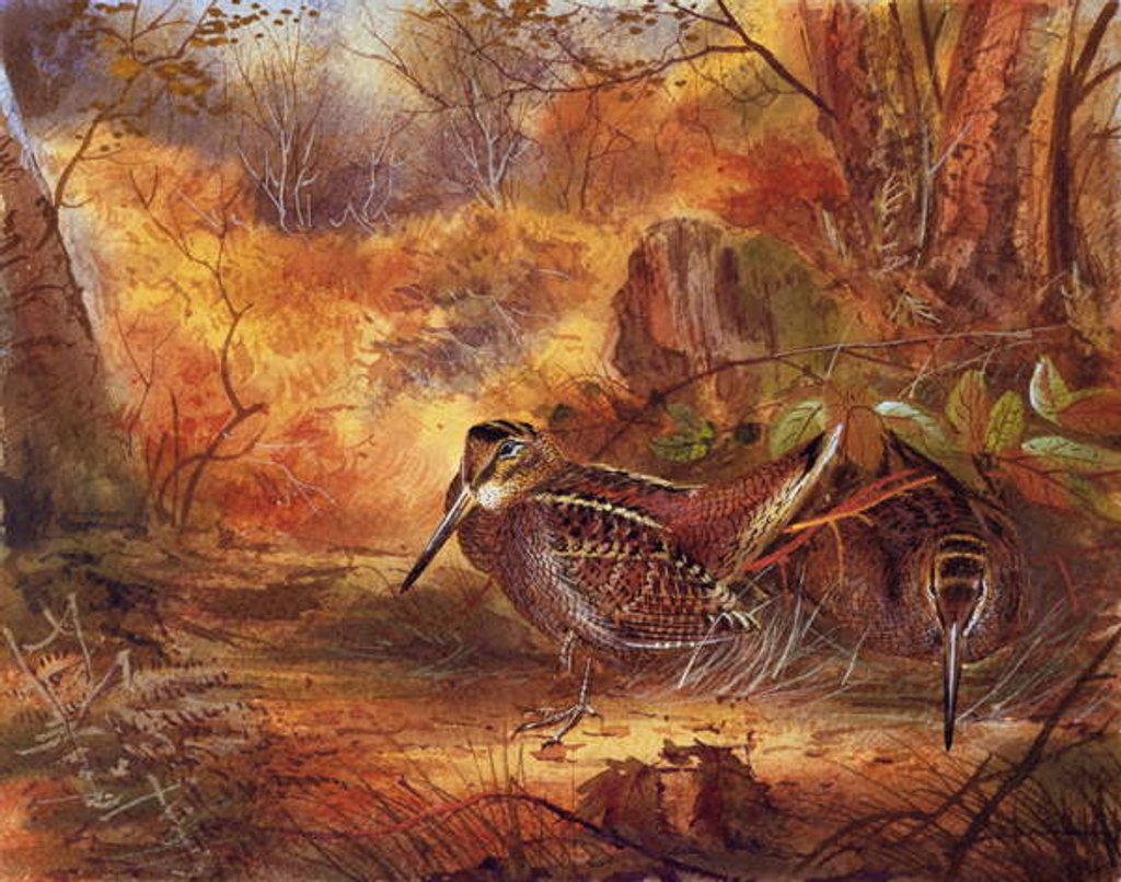 Detail of Woodcocks, c.1890 by English School