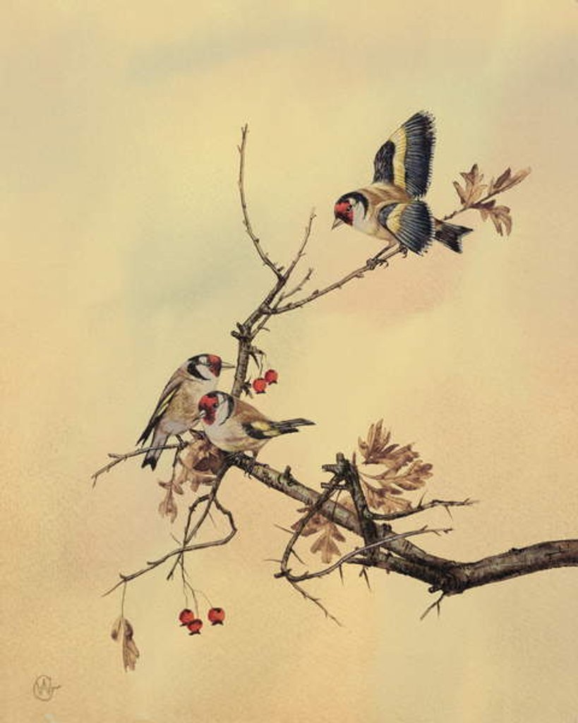Detail of Goldfinches, c.1890 by English School