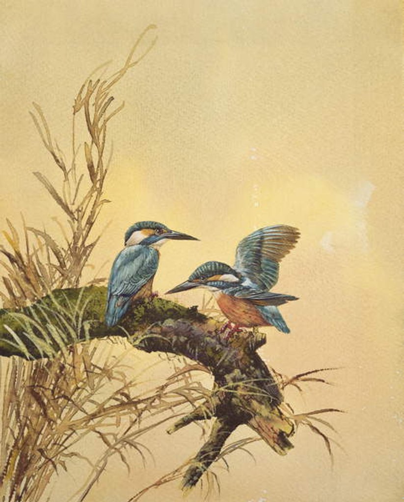 Detail of Kingfishers, c.1890 by English School