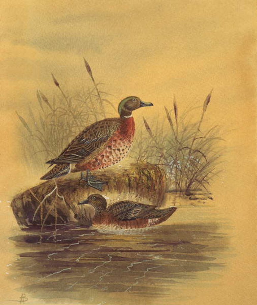 Detail of Two Ducks by a Reeded Bank, c.1890 by English School